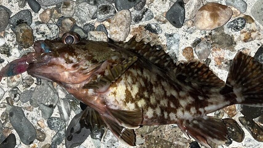 【ホタルイカパターン】富山湾の「春の風物詩」ホタルイカパターンについて紹介！