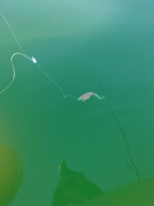 アカムツ釣りに使う胴付き仕掛け