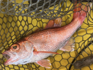 アカムツ（ノドグロ）の魚体