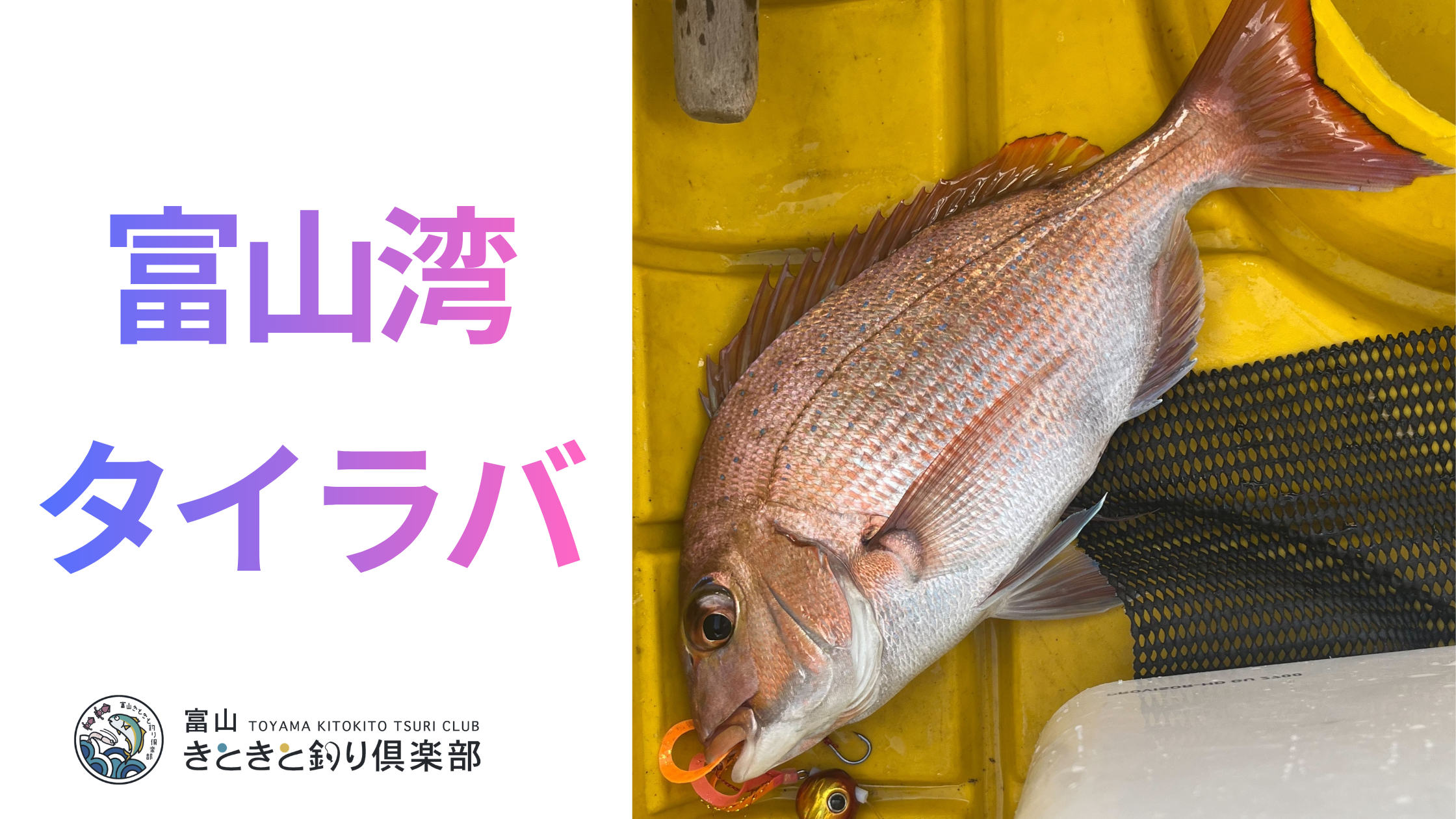 富山湾でタイラバ！｜富山でタイラバ入門するなら知っておきたい「天然の生簀」での楽しみ方