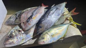 オマーン遠征での釣果