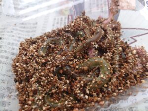 100円ショップでも揃うキス釣りの道具一式