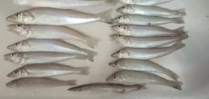 サビキ釣法でキスを狙う釣り場の様子