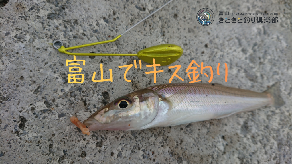 富山きときと釣り倶楽部 キス釣りガイド